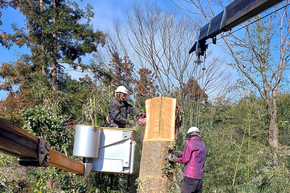 伐採作業風景