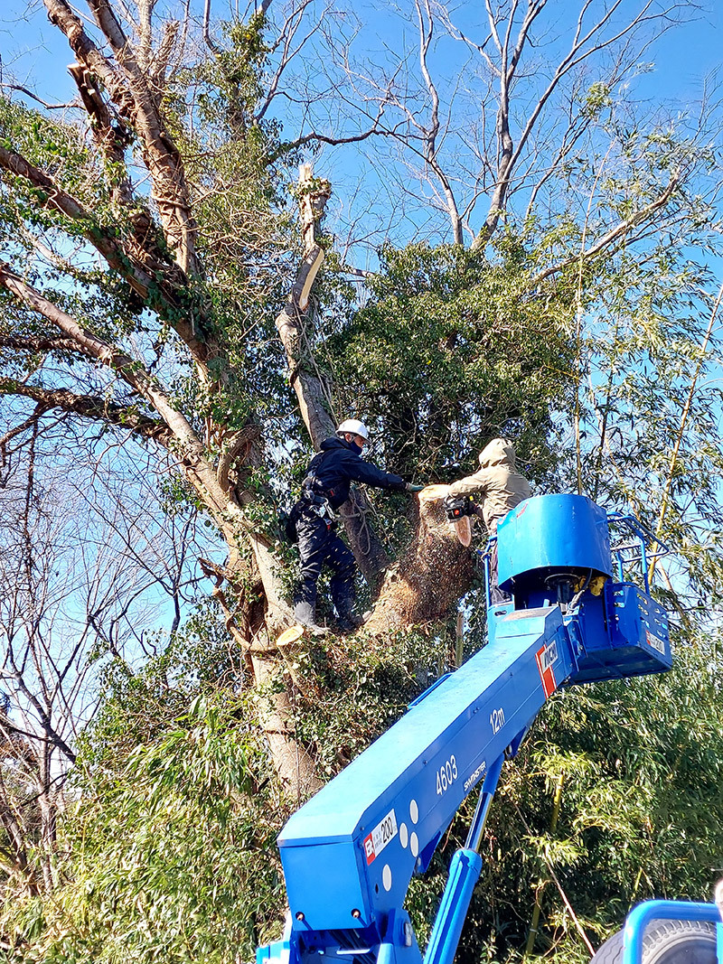 高所作業車による伐採作業