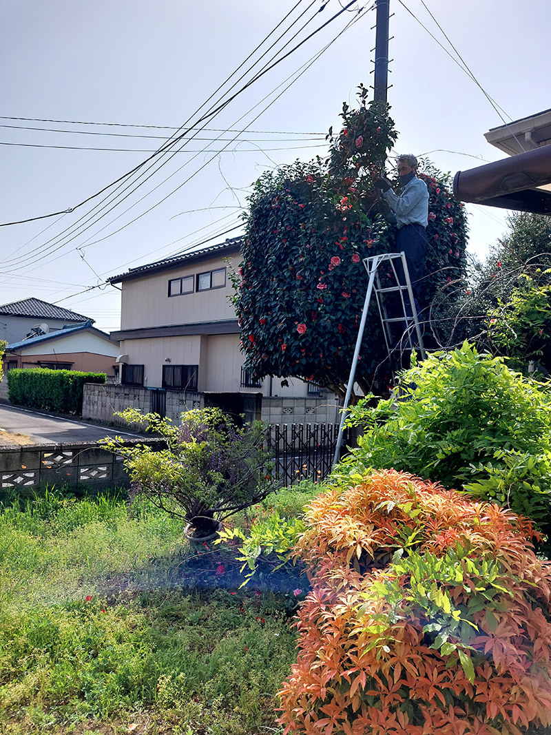 庭木の剪定・草刈り作業